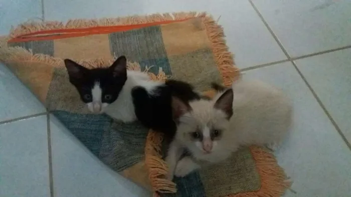 Gato ra a Indefinida idade 2 a 6 meses nome Balu 