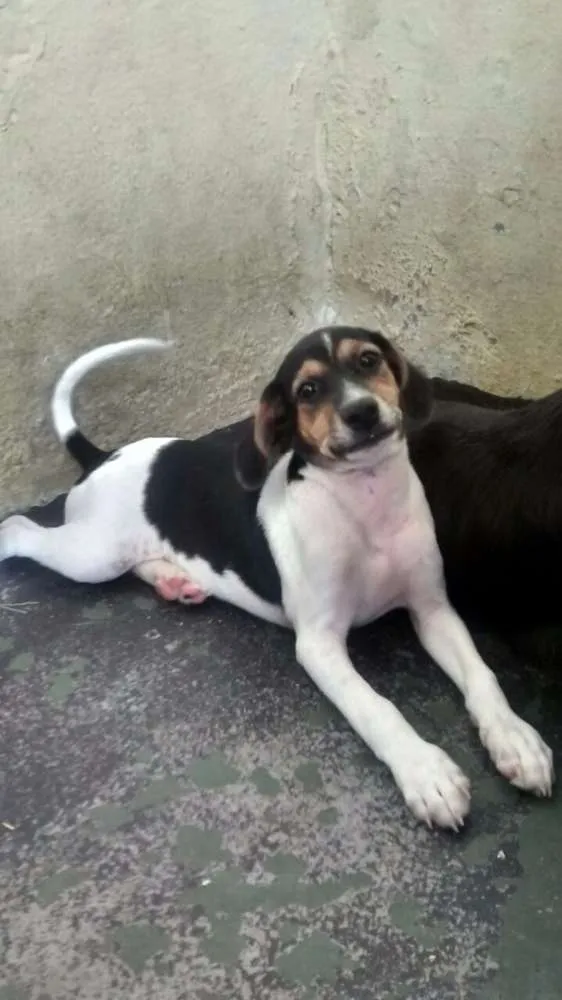 Cachorro ra a Vira lata idade 2 a 6 meses nome Sem nome