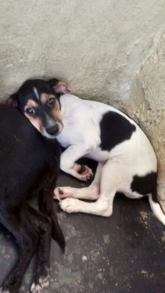 Cachorro ra a Vira lata idade 2 a 6 meses nome Sem nome
