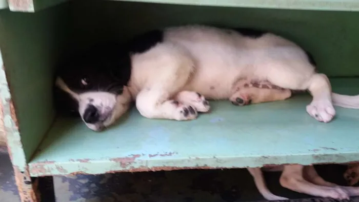 Cachorro ra a Vira lata idade 2 a 6 meses nome Sem nome