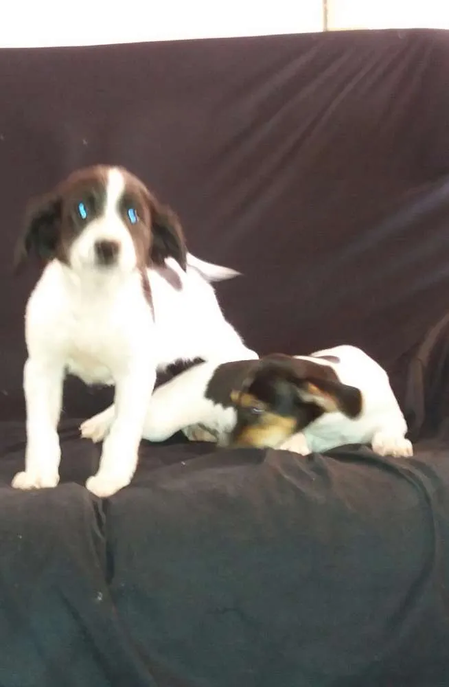Cachorro ra a Vira lata idade 2 a 6 meses nome Sem nome