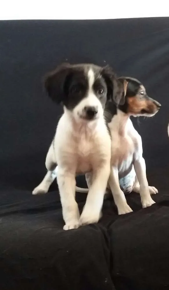 Cachorro ra a Vira lata idade 2 a 6 meses nome Sem nome