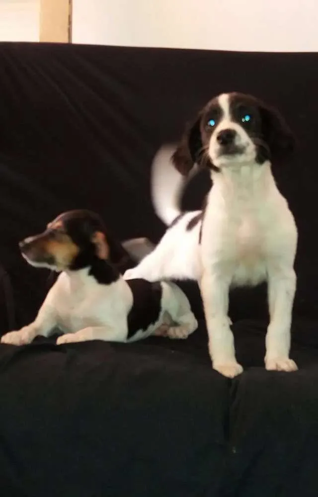Cachorro ra a Vira lata idade 2 a 6 meses nome Sem nome