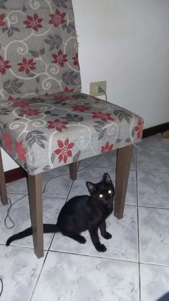 Gato ra a Felino idade 2 a 6 meses nome Neguim