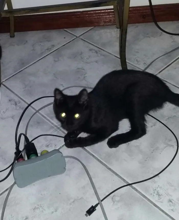 Gato ra a Felino idade 2 a 6 meses nome Neguim