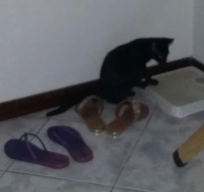 Gato ra a Felino idade 2 a 6 meses nome Neguim