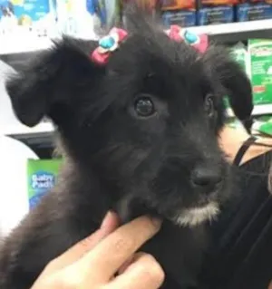 Cachorro raça SRD idade 2 a 6 meses nome Esmeralda
