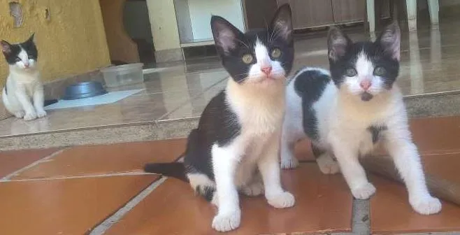 Gato ra a  idade 2 a 6 meses nome sem nome
