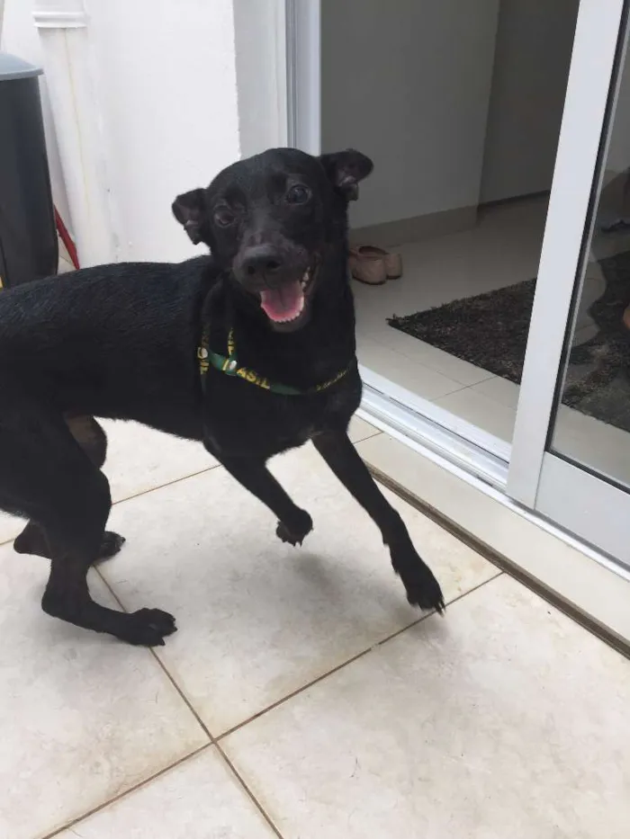 Cachorro raça rnd idade 7 a 11 meses nome Pretinha
