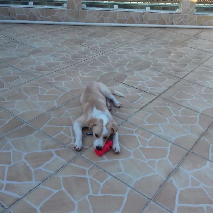 Cachorro ra a labrador com fox americano idade 2 a 6 meses nome Thor