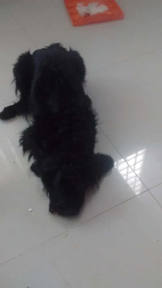 Cachorro ra a NÃO DEFINIDA idade 3 anos nome MEL