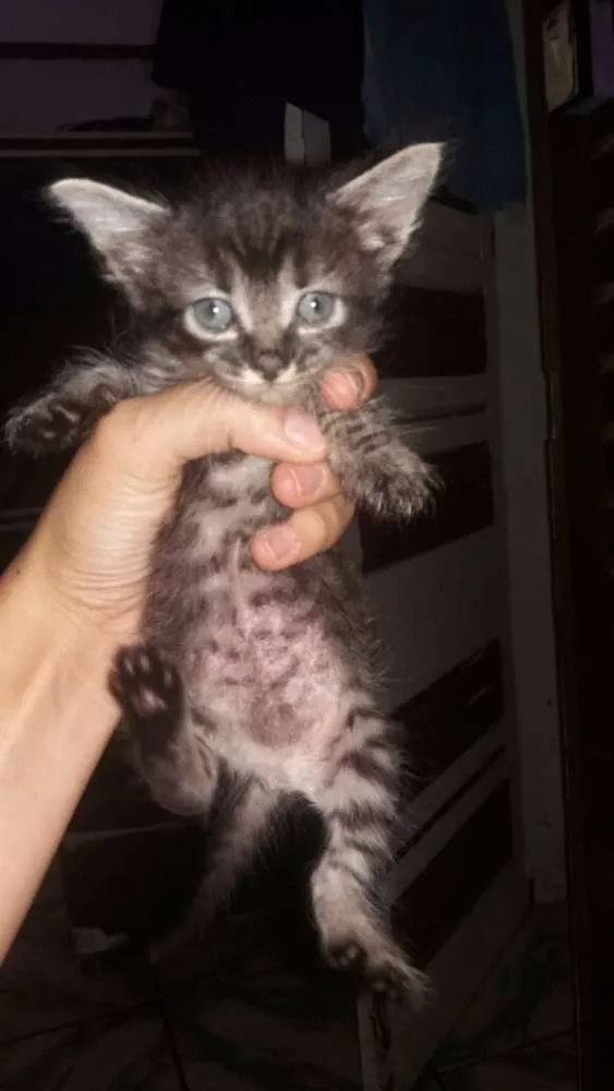 Gato ra a Siamês idade 2 a 6 meses nome Rajada