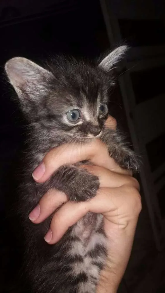 Gato ra a Siamês idade 2 a 6 meses nome Rajada