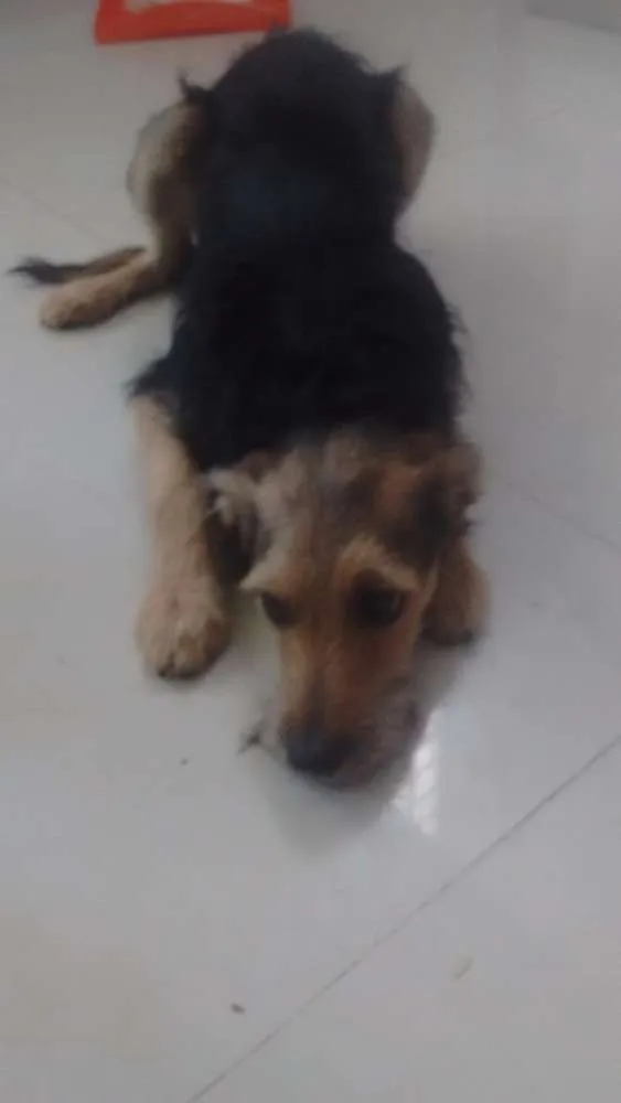 Cachorro ra a NÃO DEFINIDA idade 7 a 11 meses nome Aquiles