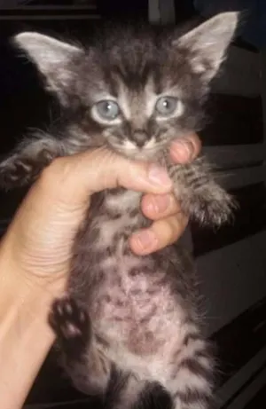 Gato raça Siamês idade 2 a 6 meses nome Rajada