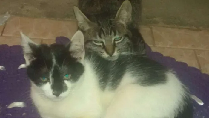 Gato ra a SRD idade 2 a 6 meses nome Não tem 