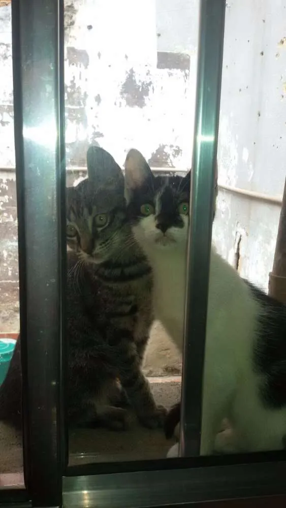 Gato ra a SRD idade 2 a 6 meses nome Não tem 