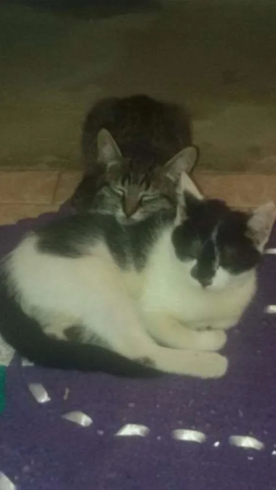 Gato ra a SRD idade 2 a 6 meses nome Não tem 