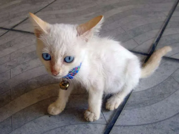 Gato ra a algorá mestiça idade Abaixo de 2 meses nome Flora
