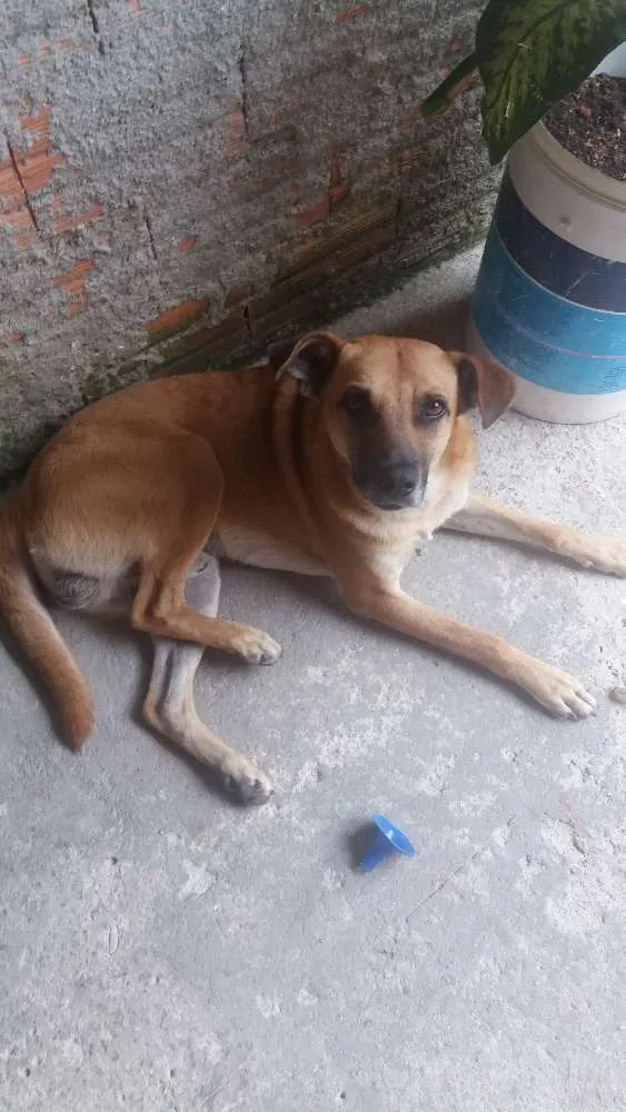 Cachorro ra a Sem raça definida  idade 3 anos nome Spike 