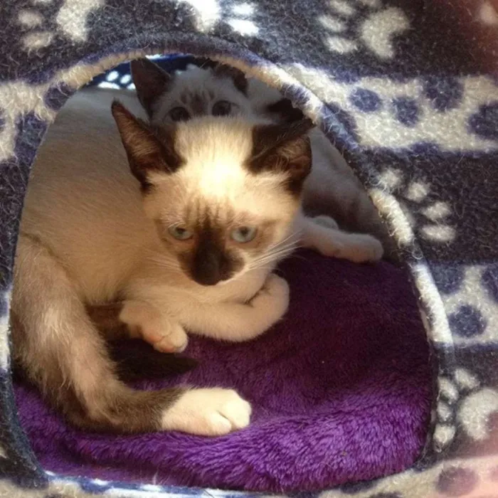 Gato ra a felino idade 2 a 6 meses nome sem nome