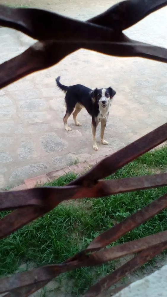 Cachorro raça SRD idade 7 a 11 meses nome Tor