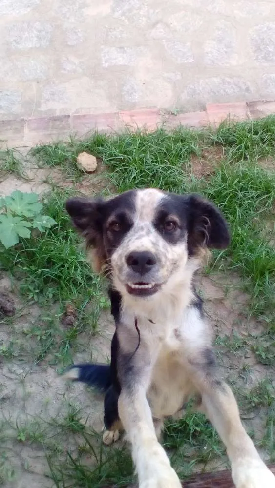 Cachorro raça SRD idade 7 a 11 meses nome Tor