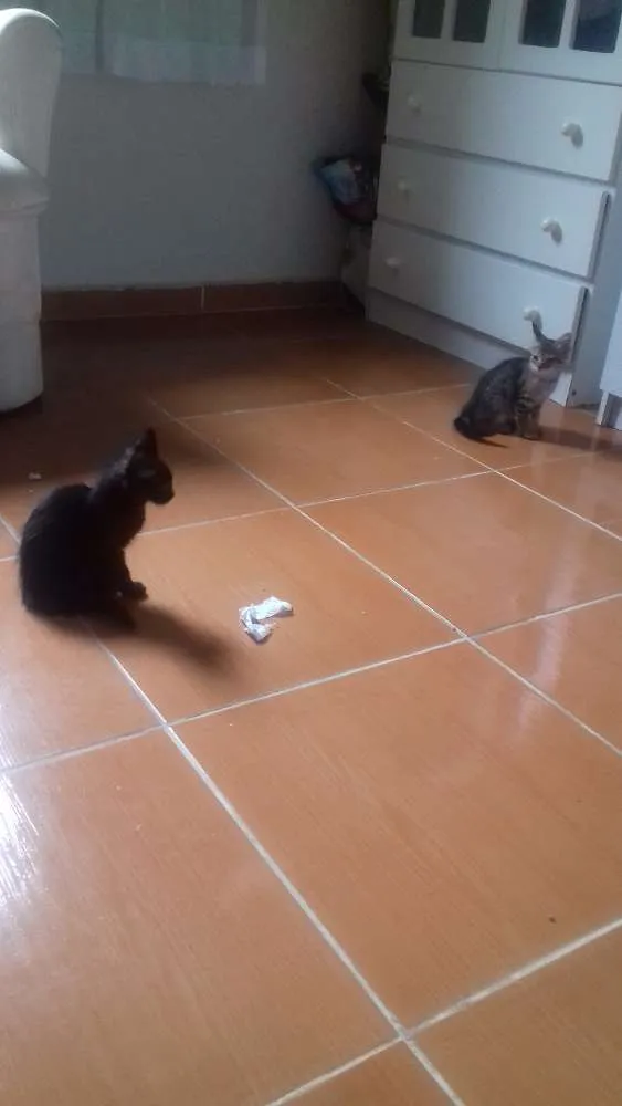 Gato ra a Vira lata idade 2 a 6 meses nome Ainda sem nome