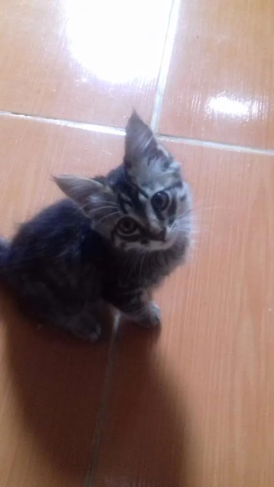 Gato ra a Vira lata idade 2 a 6 meses nome Ainda sem nome