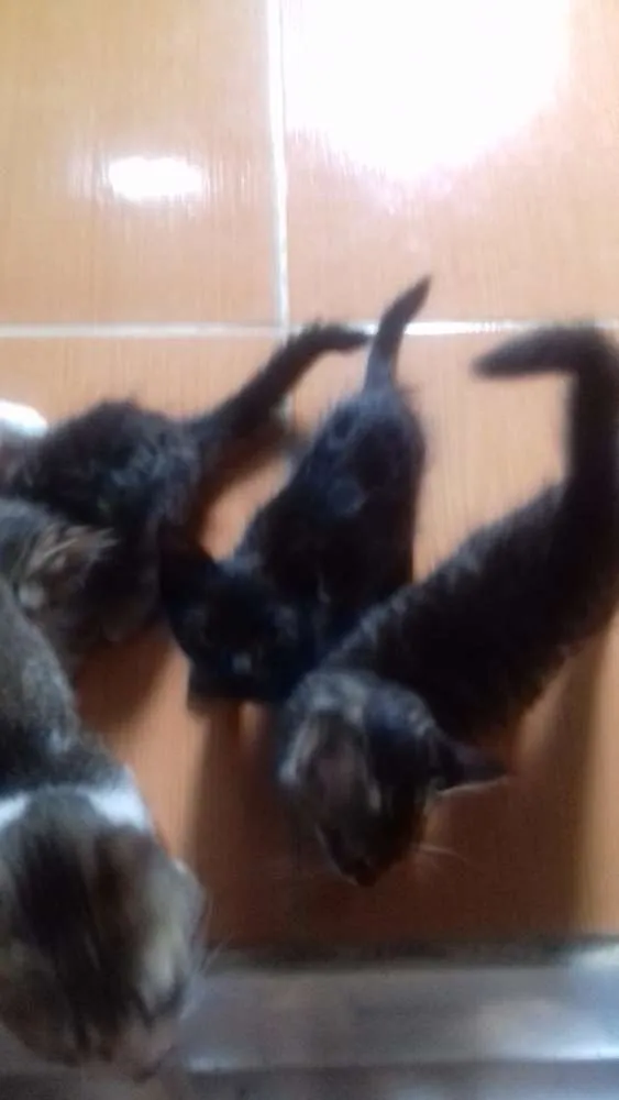Gato ra a Vira lata idade 2 a 6 meses nome Ainda sem nome