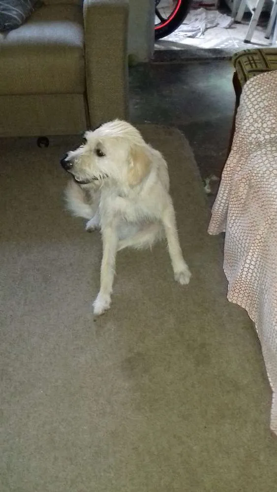 Cachorro ra a Labrador  idade 1 ano nome Beethoven