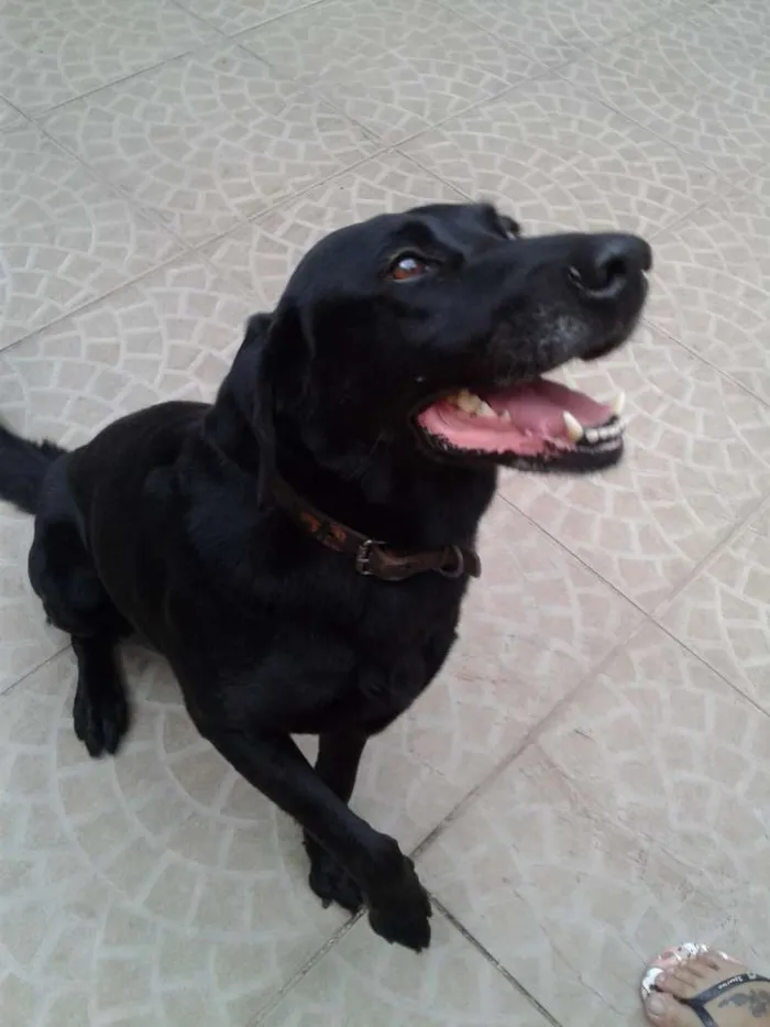 Cachorro ra a Labrador idade 3 anos nome Black