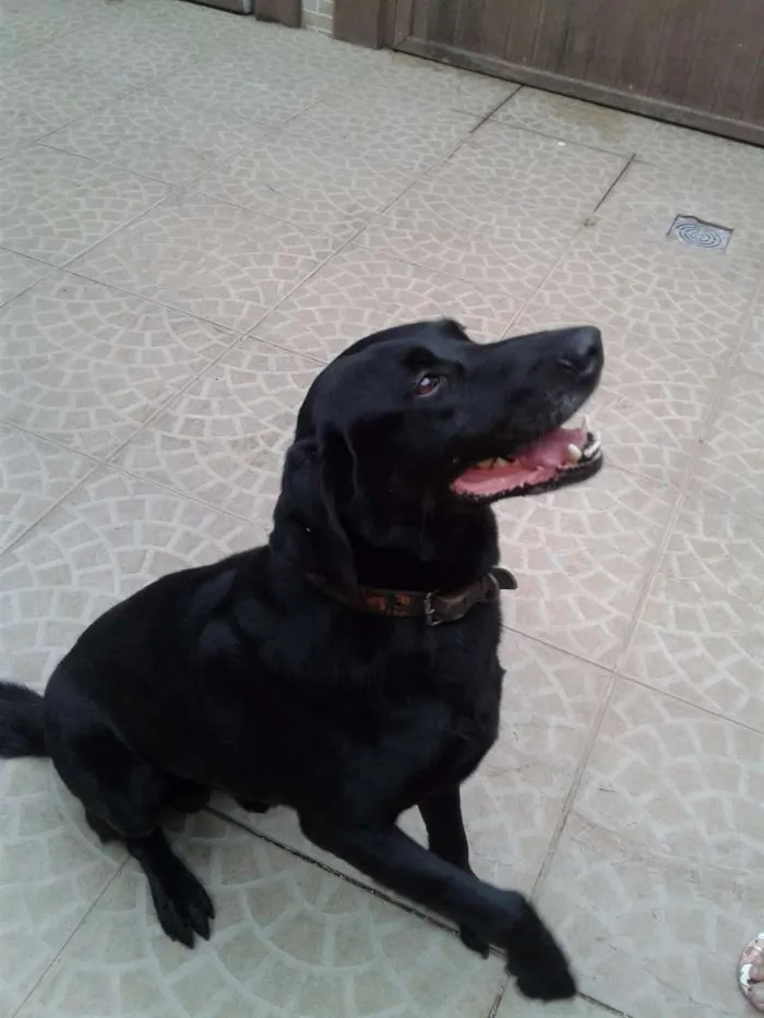 Cachorro ra a Labrador idade 3 anos nome Black