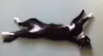 Coda