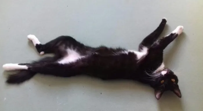 Gato raça Vira-Lata idade 1 ano nome Coda