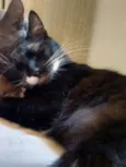 Coda
