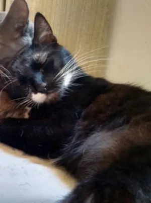 Gato raça Vira-Lata idade 1 ano nome Coda