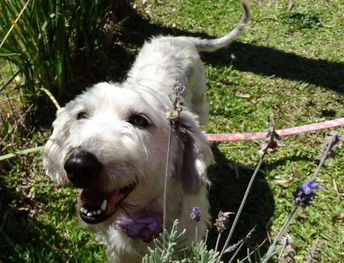 Cachorro ra a Srd idade 1 ano nome Summer