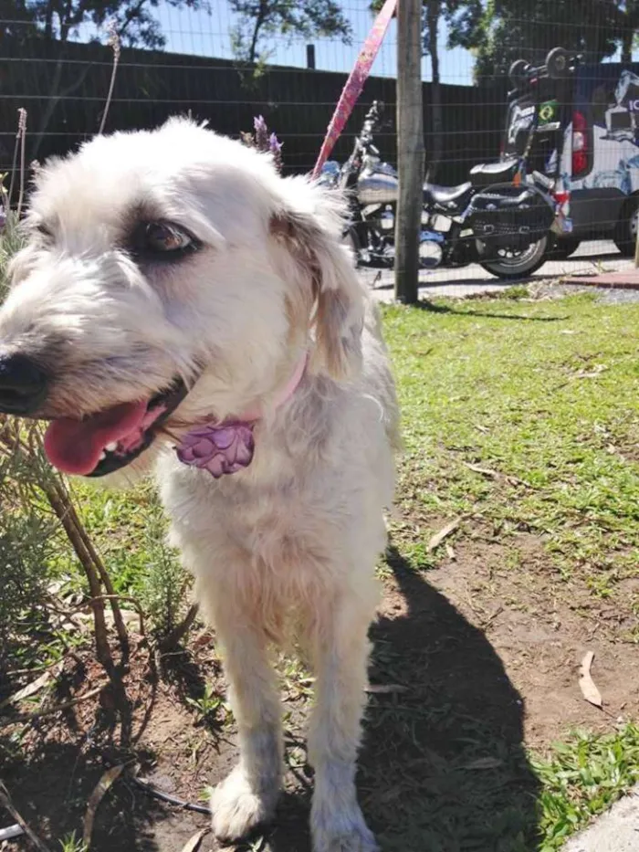 Cachorro ra a Srd idade 1 ano nome Summer