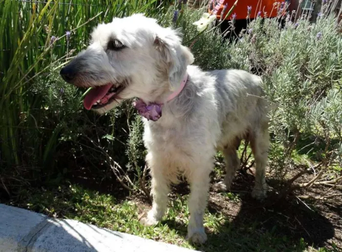 Cachorro ra a Srd idade 1 ano nome Summer