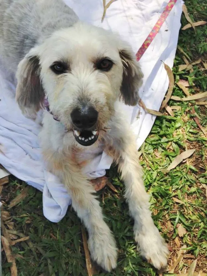 Cachorro ra a Srd idade 1 ano nome Summer