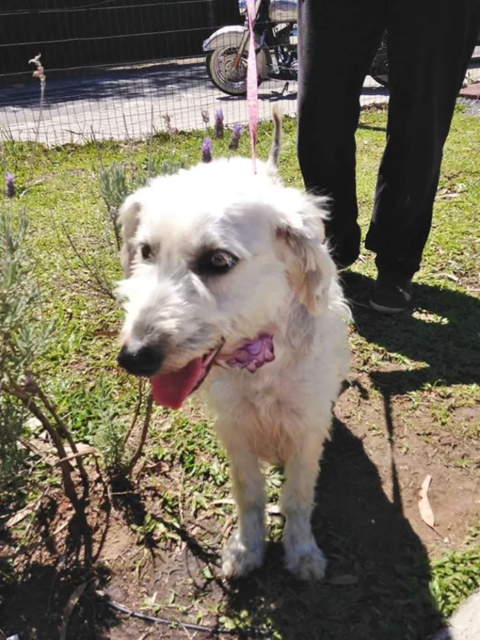 Cachorro ra a Srd idade 1 ano nome Summer