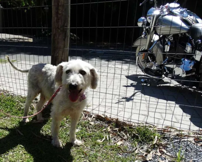 Cachorro ra a Srd idade 1 ano nome Summer