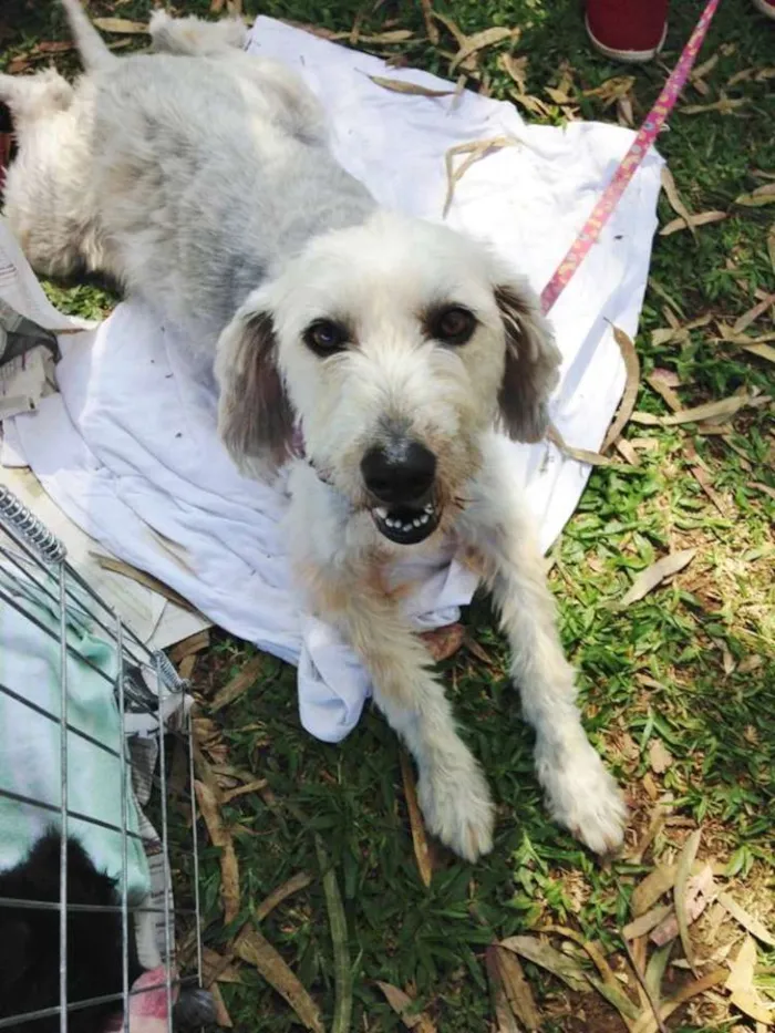 Cachorro ra a Srd idade 1 ano nome Summer