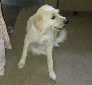Cachorro raça Labrador  idade 1 ano nome Beethoven