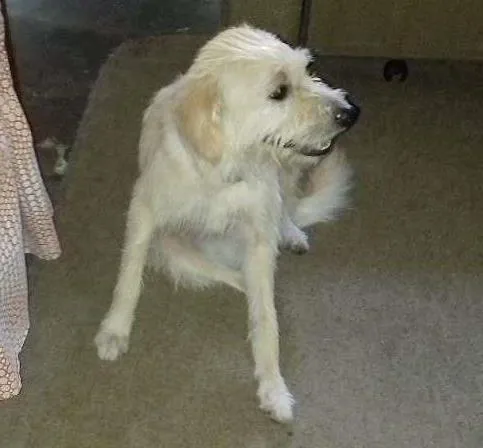 Cachorro ra a Labrador  idade 1 ano nome Beethoven