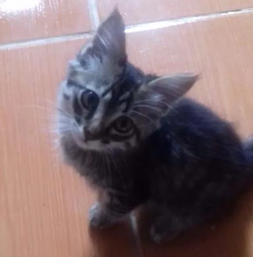 Gato ra a Vira lata idade 2 a 6 meses nome Ainda sem nome
