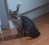 Gato ra a Vira lata idade 2 a 6 meses nome Ainda sem nome