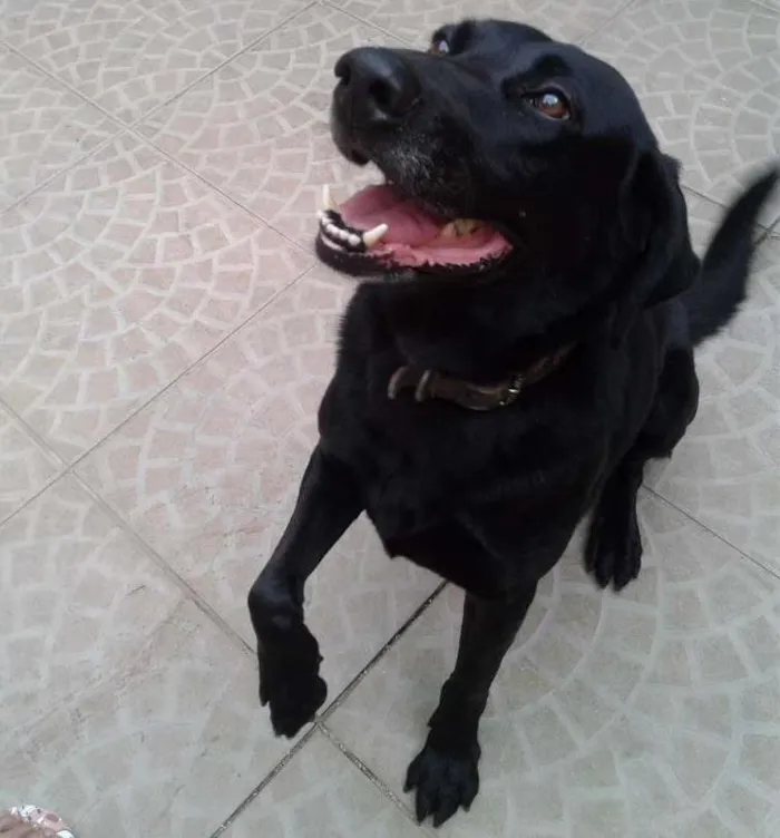 Cachorro ra a Labrador idade 3 anos nome Black