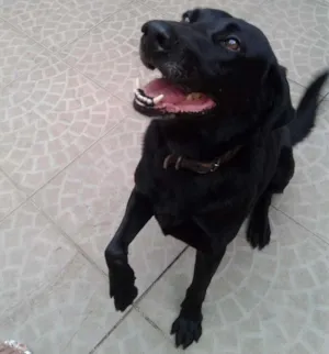 Cachorro raça Labrador idade 3 anos nome Black